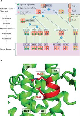 Structural insights into the HNF4 biology